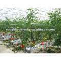 Galvanized Steel Multi Span Poly Film Tomato Growing Greenhouse